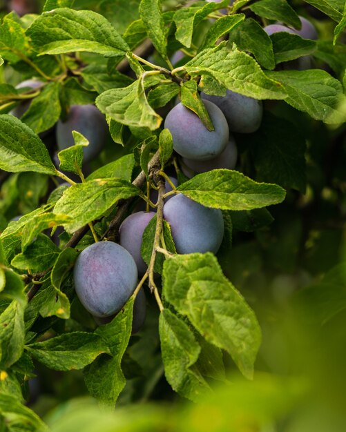 Prune sur un arbre, un léger flou au premier plan