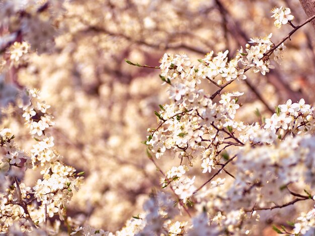 Prune cerise en fleurs dans le jardin.