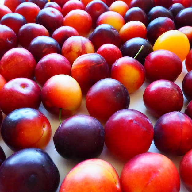 Prune cerise sur fond blanc. Un mélange de prune cerise jaune-rouge juste retiré d'un arbre. Délicieuse