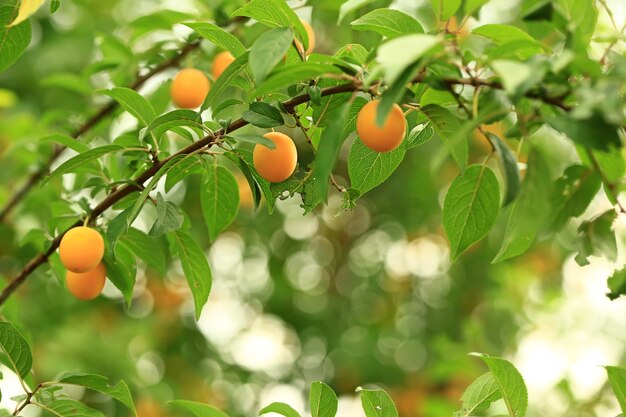 Prune cerise jaune sur l'arbre. Mise au point sélective douce