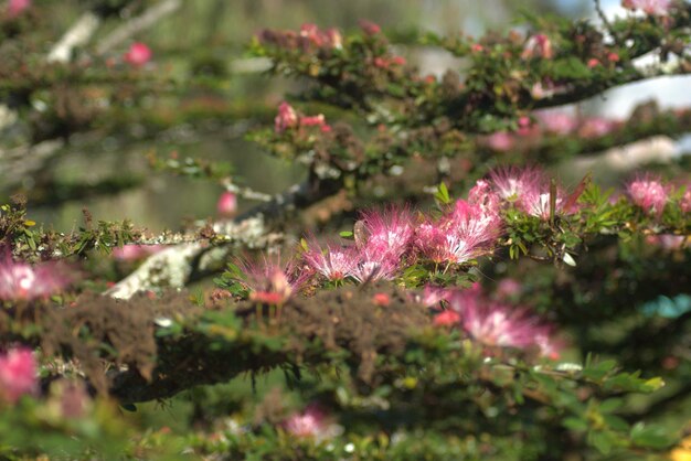 la prune à fleurs Stanley