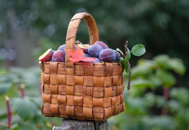 Prune fraîchement cueillie dans un panier en osier dans le jardin d'automne