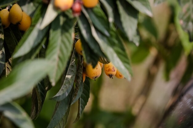 Prune jaune sur un arbre dans une ferme à la campagne