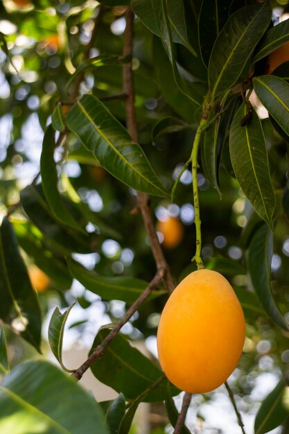 Prune jaune douce de Mariane