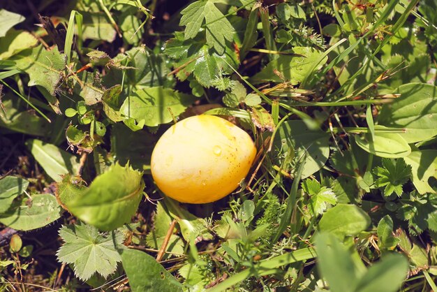 Prune jaune trop mûre dans l'herbe.