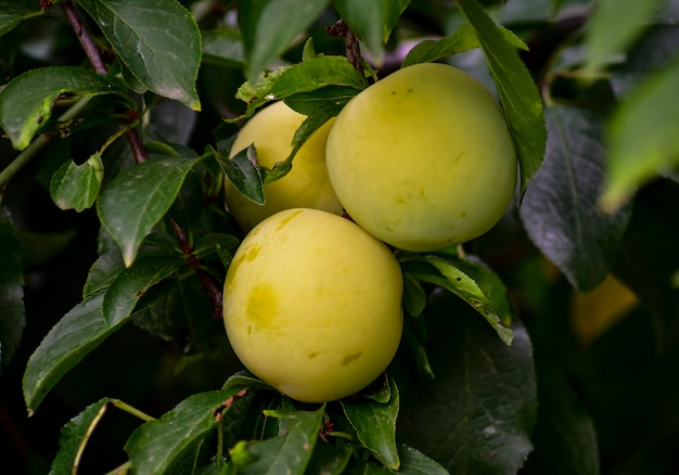 Prune jaune