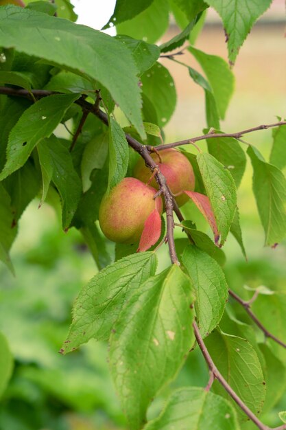 Prune non mûre sur une branche