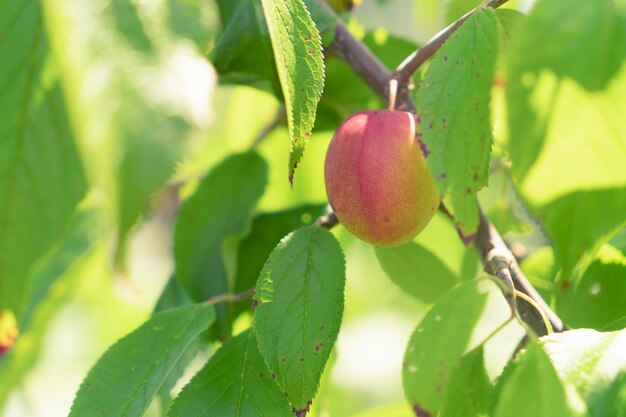 Prune non mûre sur une branche