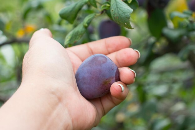 Une prune pourpre mûre est suspendue à un arbre à la récolte