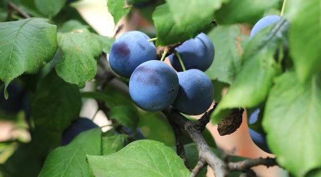 Prunes sur l'arbre à faible profondeur de champ Village d'été