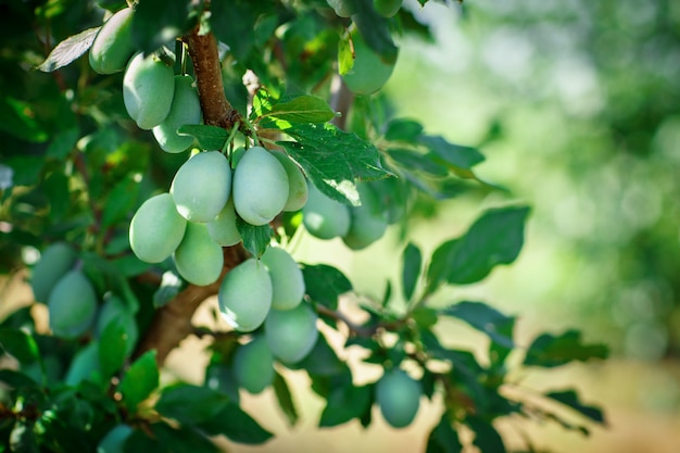 Prunes biologiques fraîches sur l&#39;arbre. Prune verte.