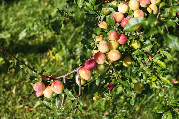 Photo prunes biologiques mûrissant sur l'arbre dans le jardin