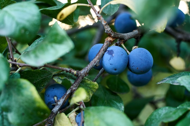 Prunes bleues sur l'arbre.