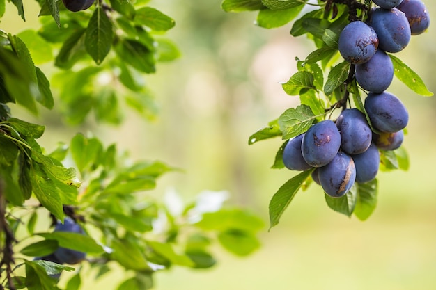 Prunes bleues fraîches sur une branche dans le jardin.