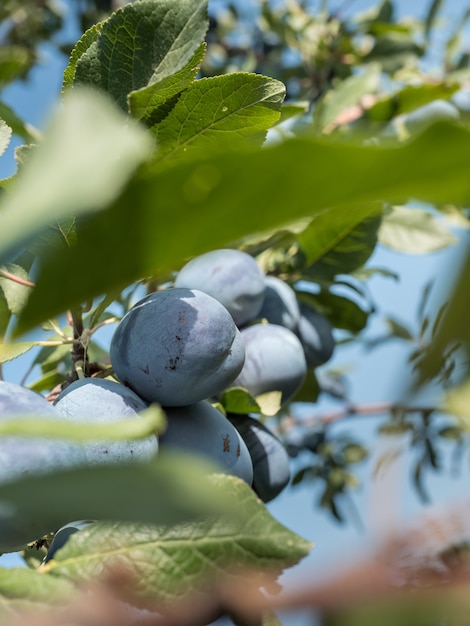 Prunes bleues mûres sur une branche dans le jardin. Récolte d'automne.