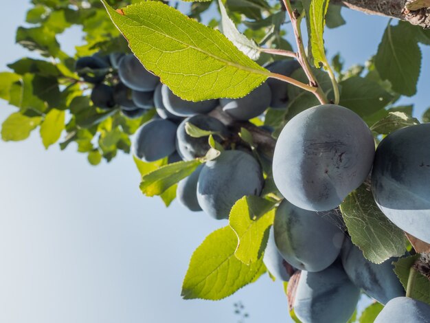 Prunes bleues mûres sur une branche dans le jardin. Récolte d'automne.