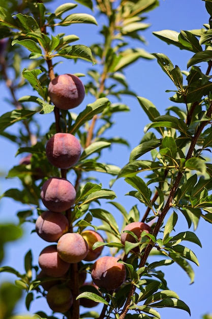 Prunes bleues mûres fraîches sur l'arbre dans le jardin d'été sur fond de ciel