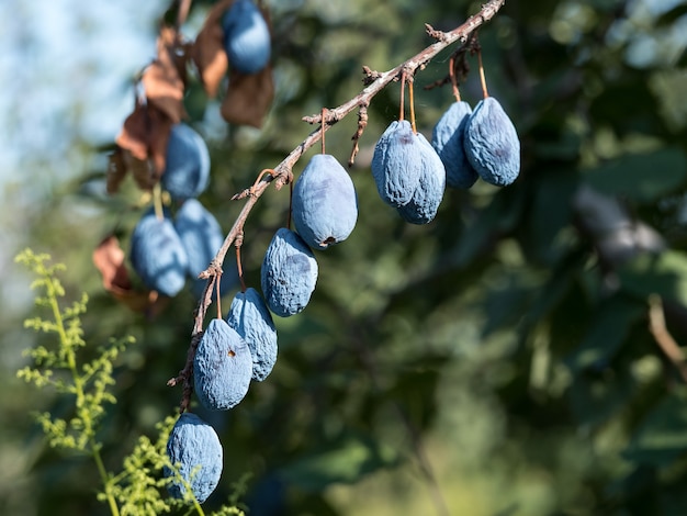 Les prunes bleues ont séché sur les branches. Maladie des arbres, perte des récoltes.