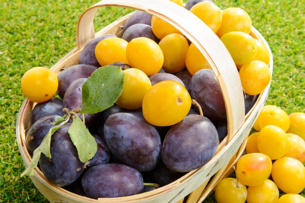 Photo prunes dans un panier sur l'herbe