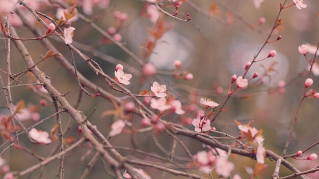 Des prunes en fleurs dans le jardin, des fleurs avec des feuilles sur une branche, des cerisiers en fleurs en été.