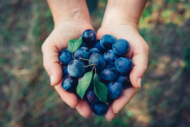 Prunes de forêt sauvage mûres bleues fraîches dans les mains de la femme, vue de dessus. Tonifié.