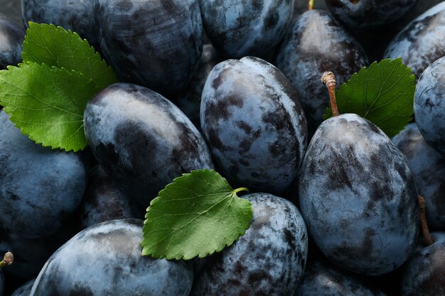 Prunes fraîches dans l'ensemble, gros plan