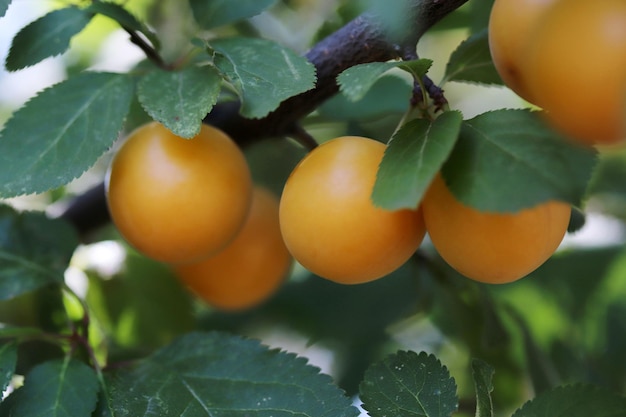 Prunes jaunes mûres sur les branches de l'arbre