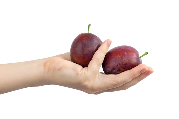 Prunes à la main, isolé sur une photo de fond blanc