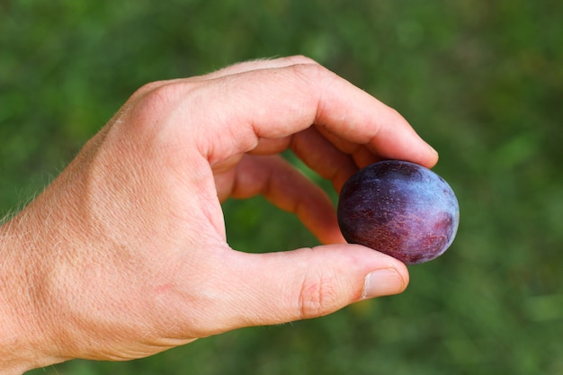 Prunes en main sur jardin vert