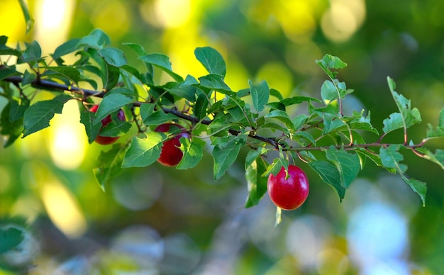 Prunes mûres sur l'arbre