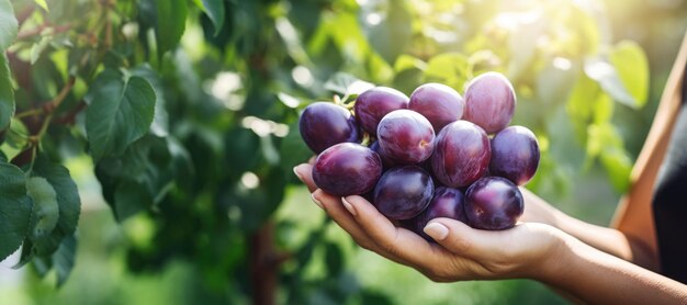 Des prunes mûres dans les mains d'une femme sur le fond du jardin vert