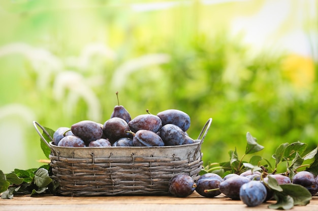 Prunes mûres dans le panier et sur une table en bois à l'extérieur