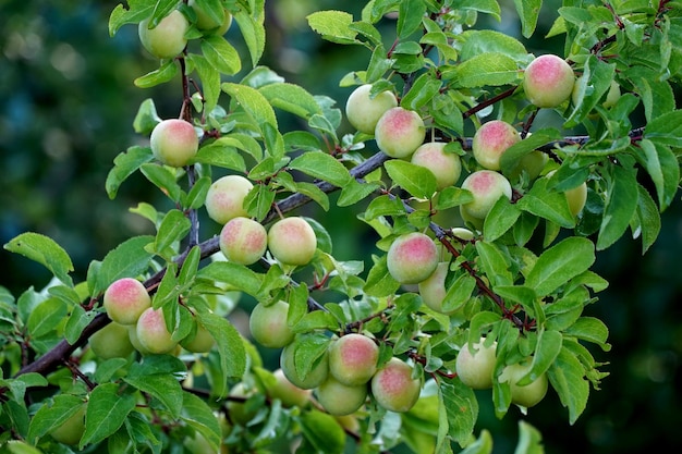 prunes mûrissantes sur l'arbre dans un verger