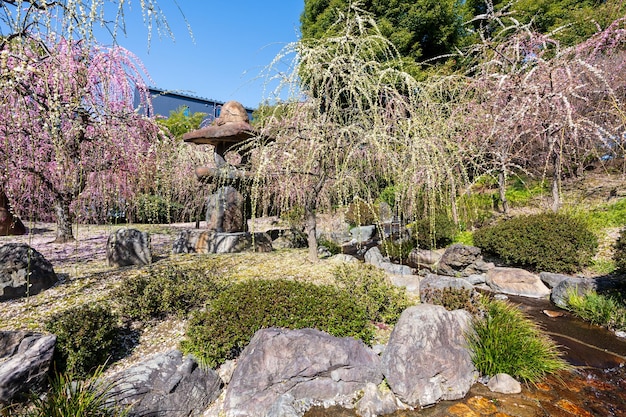 Photo des prunes pleureuses en pleine floraison au sanctuaire de jonangu jardin japonais kyoto japon