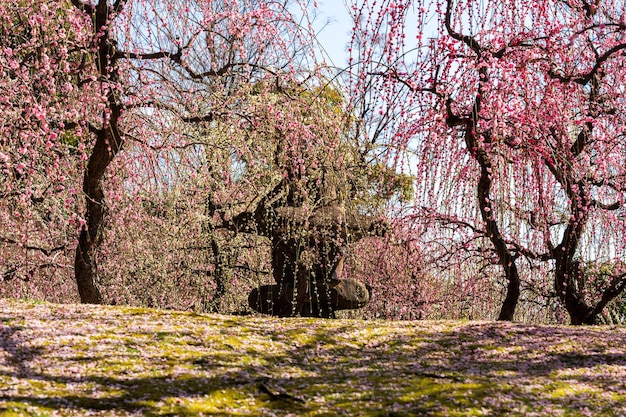 Photo des prunes pleureuses en pleine floraison au sanctuaire de jonangu jardin japonais kyoto japon