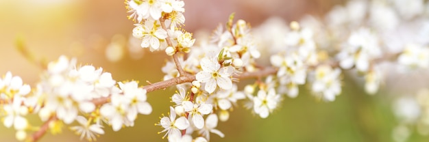 Les prunes ou les pruneaux fleurissent des fleurs blanches au début du printemps dans la nature. mise au point sélective. bannière. éclater