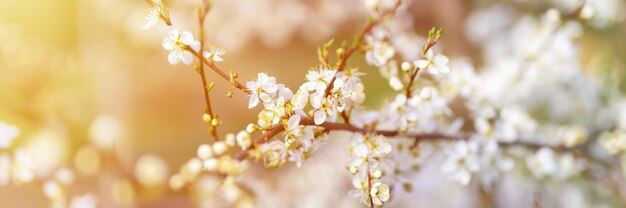 Les prunes ou les pruneaux fleurissent des fleurs blanches au début du printemps dans la nature. mise au point sélective. bannière. éclater