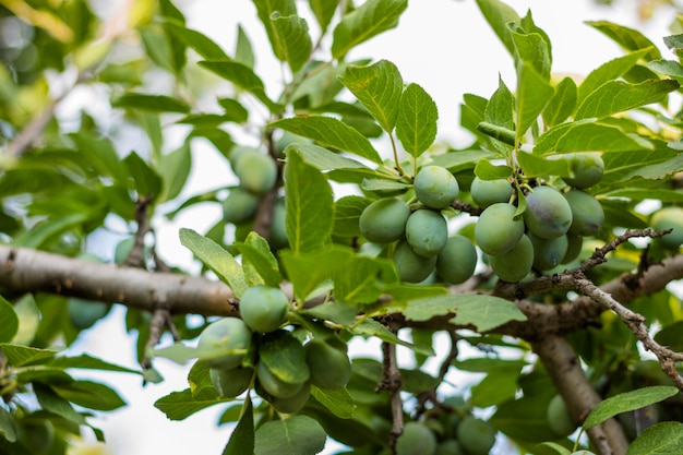 Prunes vertes sur l&#39;arbre. Des prunes fraîches vertes poussent sur l&#39;arbre. Prunier avec des prunes. journée ensoleillée