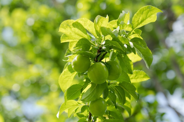 Photo prunes vertes parmi les feuilles vertes