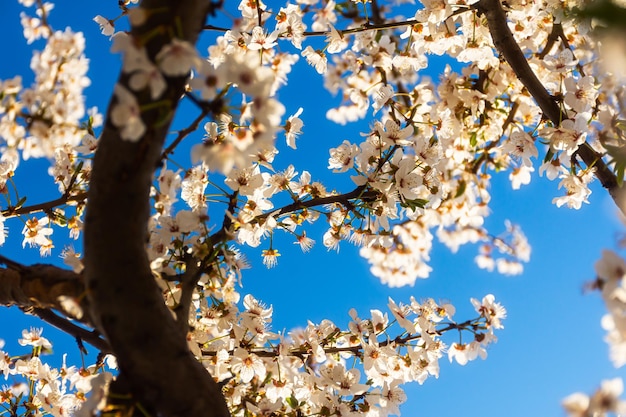 Prunier cerisier en fleurs dans le jardin de printemps