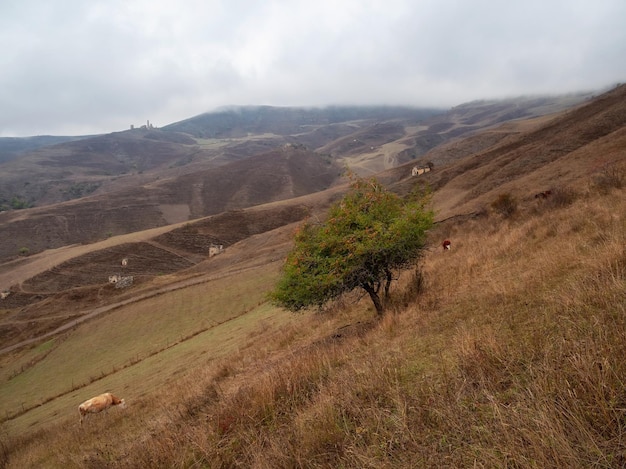 Prunier de cerisier sauvage sur une pente de montagne brumeuse Pente de montagne brumeuse humide Formation de nuages en saison des pluies avec un arbre sur une pente de montagne Concept de changement climatique et de phénomène naturel