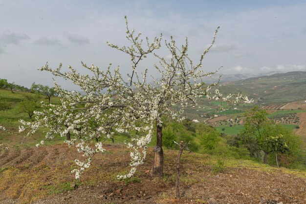 Prunier européen Prunus domestica Malaga Espagne