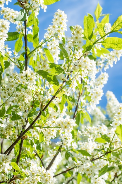 Prunier fleuri au printemps dans le ciel bleu