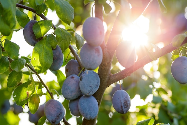 Prunier avec des fruits juteux à la lumière du coucher du soleil