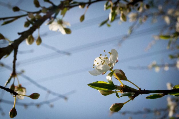 Pruniers en fleurs au printemps Fleurs blanches Usine de miel