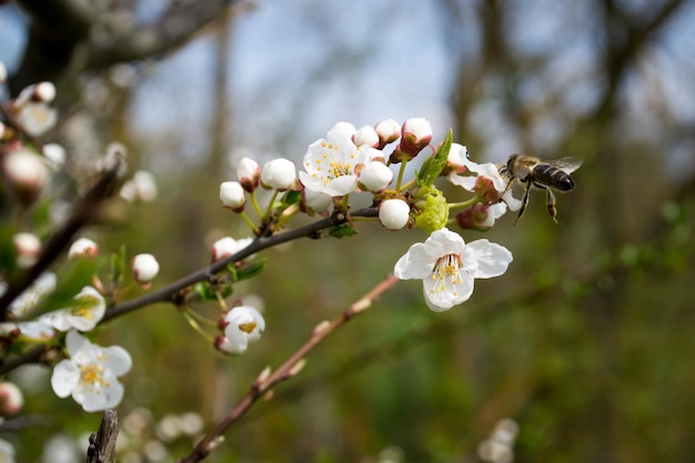 Pruniers en fleurs au printemps Fleurs blanches Usine de miel