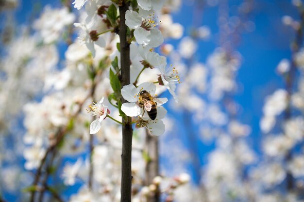 Pruniers en fleurs au printemps Fleurs blanches Usine de miel