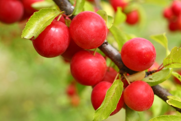 Prunus cerasifera red pousse sur un arbre. Fruits de prune en été.