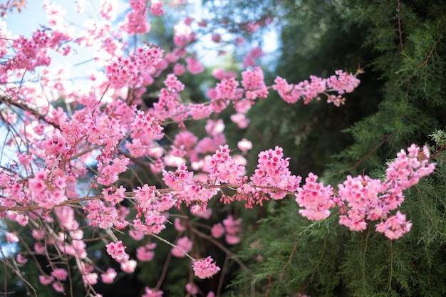 Prunus cerasoides à Chiang Mai THAÏLANDE