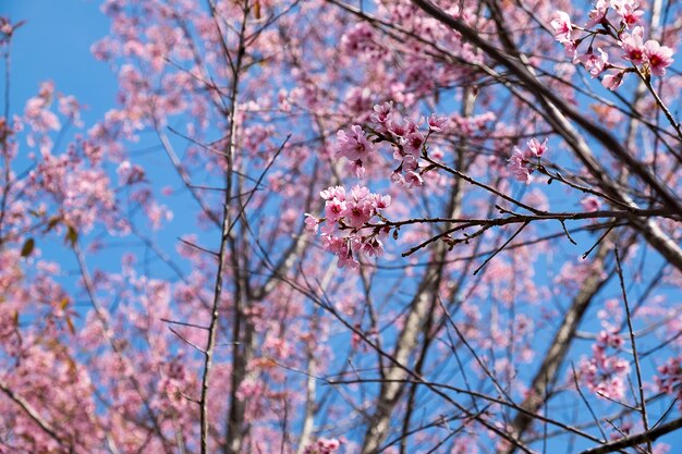 Prunus cerasoides